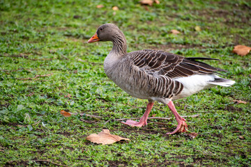 A close-up view of  a Greylag Goose foraging for food near the river Trent in Nottingham, UK.