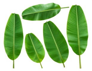 Assorted fresh green banana leaves, cut out and isolated on a white background, with detailed veins and stems