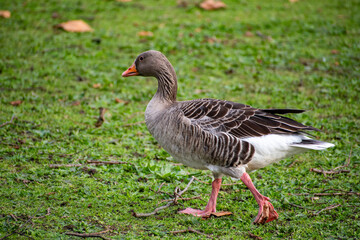Obraz premium A close-up view of a Greylag Goose foraging for food near the river Trent in Nottingham, UK.