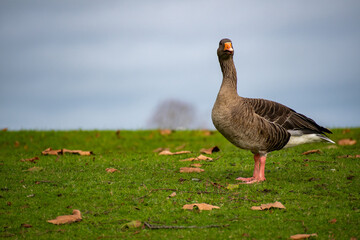 A close-up view of  a Greylag Goose foraging for food near the river Trent in Nottingham, UK.