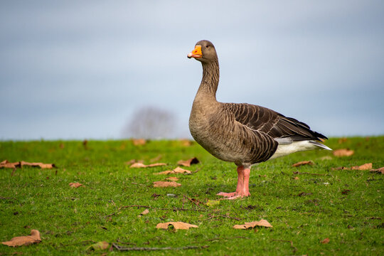 A close-up view of  a Greylag Goose foraging for food near the river Trent in Nottingham, UK.