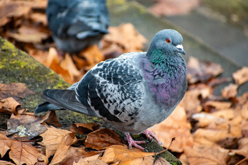 A close-up of a feral pigeon on the ground near the river Trent in Nottingham, UK.