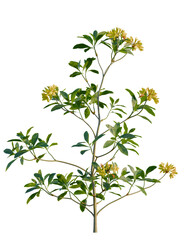 Rhododendron luteum tree 4k png, front view, cutout, isolate, transparent background, Elegant rhododendron blooming with bright yellow flowers creating spring joy