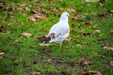 A Black-headed Gull in it's winter coat looking for food on the waterfront of the river Trent in Nottingham, UK