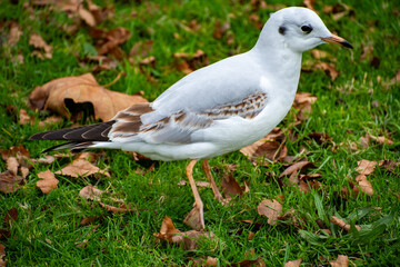 A Black-headed Gull in it's winter coat looking for food on the waterfront of the river Trent in Nottingham, UK