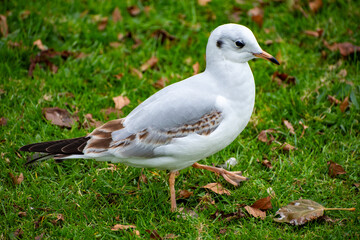 A Black-headed Gull in it's winter coat looking for food on the waterfront of the river Trent in Nottingham, UK
