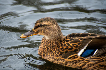 A close-up view of a female Mallard Duck at a local pond in Nottingham, UK.