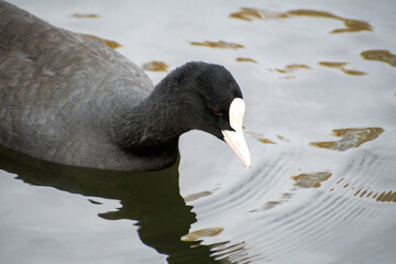 A close-up view of an Eurasian Coot bird paddling on a local pond in Nottingham, UK.