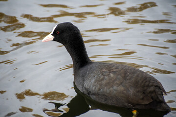 A close-up view of an Eurasian Coot bird paddling on a local pond in Nottingham, UK.