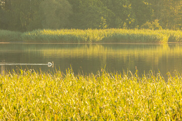 A beautiful white swan swimming in a lake with reeds. A beautiful summer sunset scenery in Latvia, Europe.