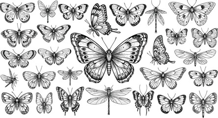 Collection of black and white hand drawn butterflies and dragonflies butterfly dragonfly © Obaidul Vector Zoon