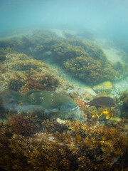 Blue grouper and small red fish in the ocean.