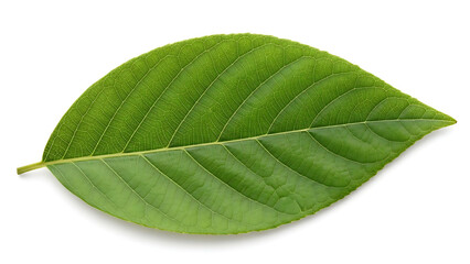 Fototapeta premium A single fresh green leaf showing detailed texture and veins isolated on a clean white background