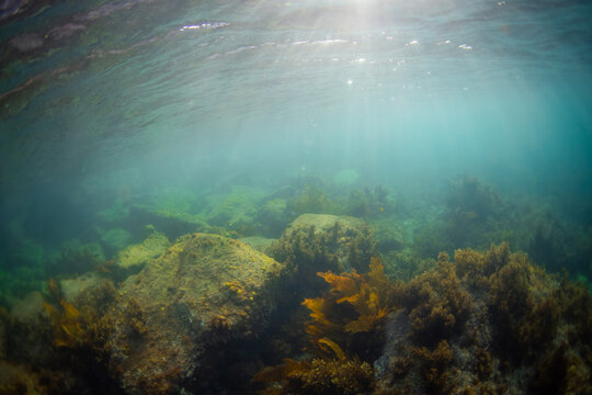 Underwater view of rock formation and kelp seaweed.