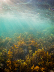 Beautiful view of golden kelp seaweed underwater. © AlexandraDaryl