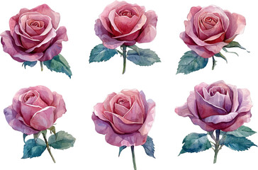 set of pink roses