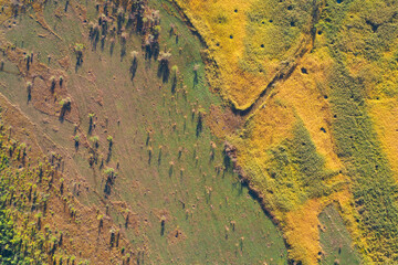 Abstract aerial view of a natural transition zone. The mixed green, yellow, and brown vegetation shows a sharp color contrast between different grassland and scrub habitats in autumn.