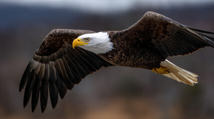Fototapeta premium Majestic bald eagle soars gracefully through air, its powerful wings spread wide, showcasing its freedom and strength in nature embrace