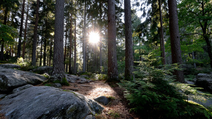 Obraz premium Sunlight filters gently through forest, casting warm glow upon ground. Nature peace evokes sense of tranquility and wonder