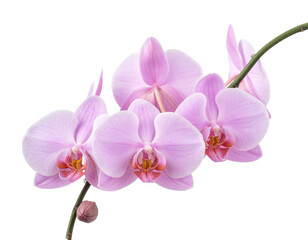 Pink Phalaenopsis Orchid Stem with Blossoms, PNG Isolated&rdquo; 