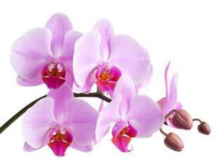 Pink Phalaenopsis Orchid Stem with Blossoms, PNG Isolated&rdquo;