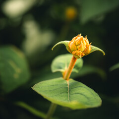 flower on green background