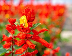 Bright scarlet flowers with one yellow bloom stand in sharp focus amidst a blurred, colorful field
