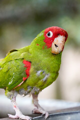 High-quality photograph of a bird in its natural environment. Perfect for nature, wildlife, and ornithology projects. Ideal for educational, editorial, and creative uses.