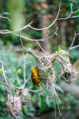 High-quality photograph of a bird in its natural environment. Perfect for nature, wildlife, and ornithology projects. Ideal for educational, editorial, and creative uses.