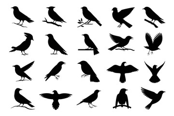 Collection of Black Bird Silhouettes isolated on a transparent background