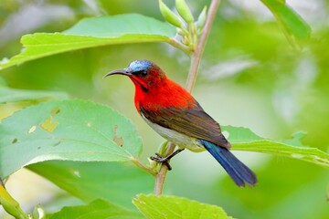 The crimson sunbird with a crimson breast and maroon back.