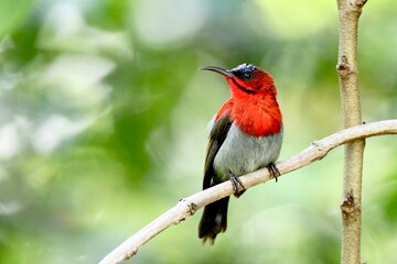 The crimson sunbird with a crimson breast and maroon back.