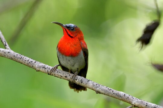 The crimson sunbird with a crimson breast and maroon back.