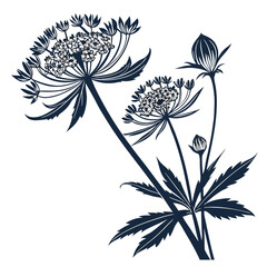 astrantia major with leaves