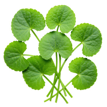 Photorealistic vibrant fresh green gotu kola leaves, intricate venation, slender stems, against a transparent background with copy space, promoting natural health and wellness concept
