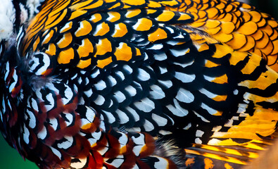 A close-up of the feathers of a Chinese pheasant. Royal pheasant plumage.