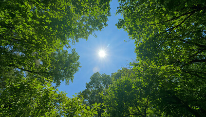 A clear blue sky with the sun shining brightly above lush green leaves, capturing the beauty of nature.