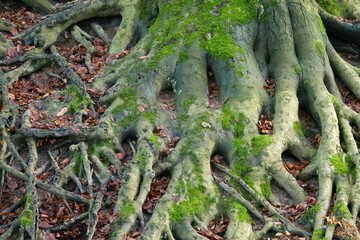 thick exposed roots of a large tree surrounded by leaves and moss, many thick roots of a huge tree covered with moss surrounded by brown leaves