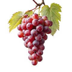 Fototapeta premium Grapes isolated on white