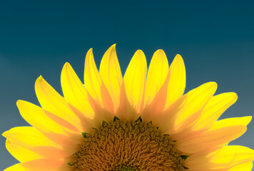 a bright and uplifting close-up photograph of a sunflower, capturing the vibrant yellow petals glowing in sunlight against a deep blue sky. The image emphasizes the beauty and warmth of summer, 
