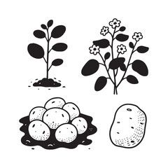 Potato Plant and Harvest Vector Icon Set Sprout, Flowering, and Tubers.