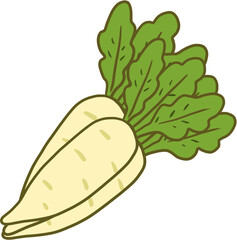 vector illustration of a radish 