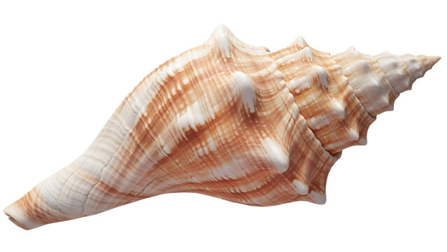 A single seashell with brown and white stripes isolated on a black background in a horizontal shot