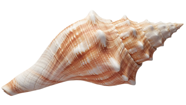 A single seashell with brown and white stripes isolated on a black background in a horizontal shot