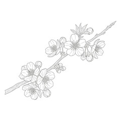 Fototapeta premium Delicate Cherry Blossom Branch Silhouette for Spring and Asian Designs