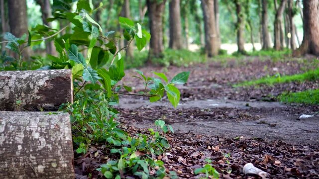 A low view of a path through a dense forest. A felled log lies on the left side, adjacent to green bushes swaying gently in the breeze.