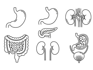 Obraz premium Set of Medical Icons Depicting Human Organs Stomach, Kidneys, Pancreas, Intestines, and Bladder