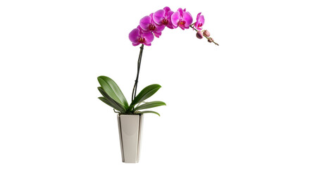 Isolated blooming purple orchid in a pot for decoration, home, office, or gift giving