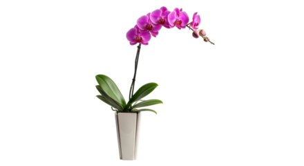 Isolated blooming purple orchid in a pot for decoration, home, office, or gift giving