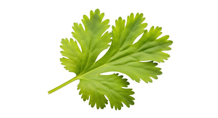 Isolated cilantro leaf ingredient, perfect for flavoring food with an herbal and fresh taste